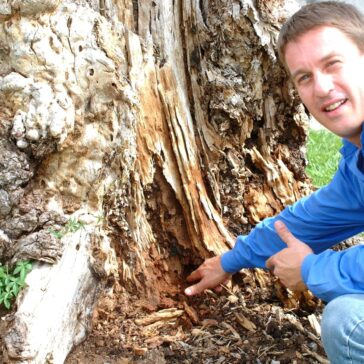 Randy mostra a destruição causada pelos cupins Coptotermes havilandi