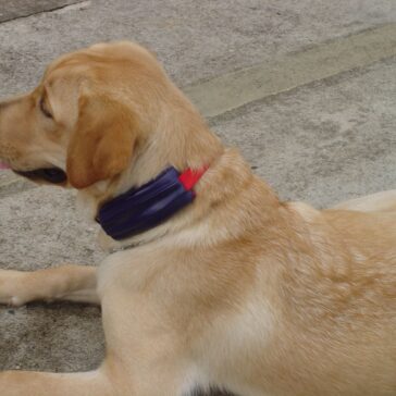 Find Me desenvolve rastreadores pessoais