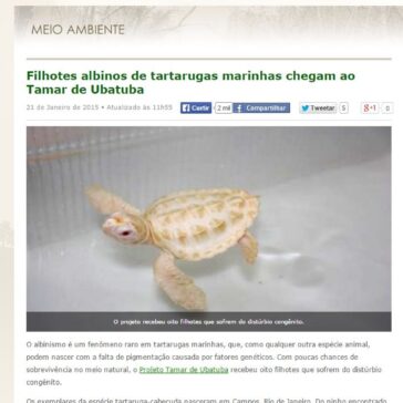 Filhotes albinos de tartarugas marinhas chegam ao Tamar de Ubatuba – Ciclo Vivo