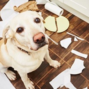 Sugestão de Pauta: Comemore o Dia do Cachorro com as câmeras Mibo da Intelbras