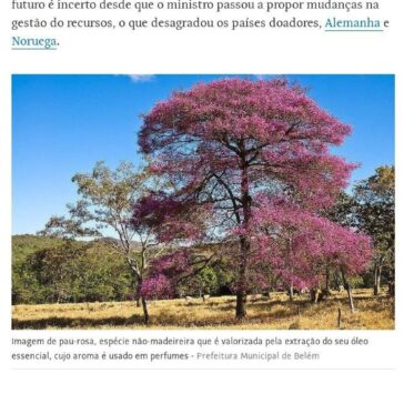 Projetos dependem da floresta em pé para gerar lucro na Amazônia- Folha de S. Paulo (On-line)