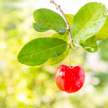 Duas Rodas apresenta palestra sobre acerola aplicada a produtos cárneos durante Expomeat 2019