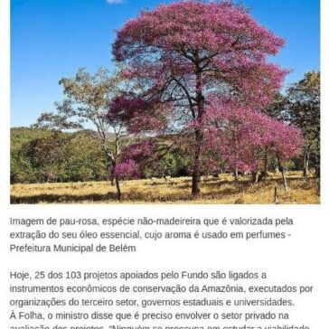 Projetos dependem da floresta em pé para gerar lucro na Amazônia- Central de Notícias