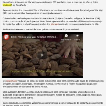Wapichana e Wai Wai compartilham boas práticas no manejo da castanha em Roraima- ISA – Instituto Socioambiental