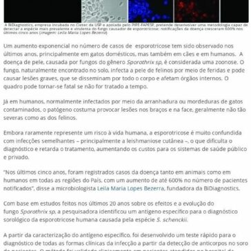 Casos de esporotricose aumentam 600%; Startup desenvolve teste para a doença que afeta gatos e humanos- Conexão Tocantins