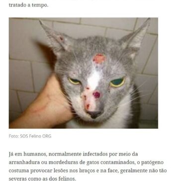 Startup cria teste para diagnóstico de doença que afeta gatos e humanos – Se Meu Pet Falasse