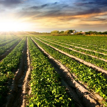 Instituto de Engenharia faz manifesto em apoio à ministra Teresa Cristina, da Agricultura, com adesão de 20 associações