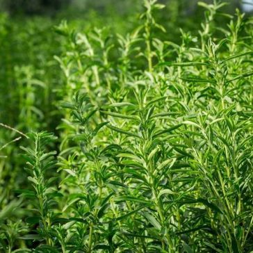 Tate & Lyle anuncia a aquisição da Sweet Green Fields