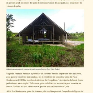 Indígenas do rio Nhamundá vendem castanhas-do-Brasil para Wickbold – Instituto de Pesquisa e Formação Indígena