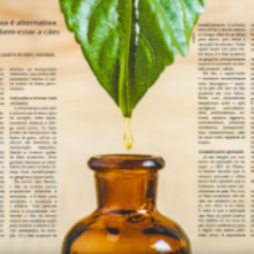 Aromaterapia é alternativa para trazer bem-estar a cães e gatos – Revista ZN SP