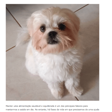 Nutrição além da ração: saiba quando os pets precisam de suplementação alimentar – Jornal SP Norte