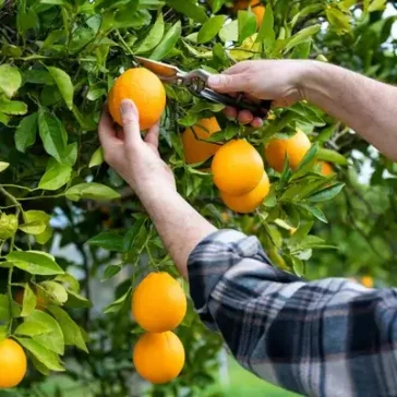 EDC Smart anuncia 200 vagas para a posição de agricultor de laranja em Monte Alegre de Minas