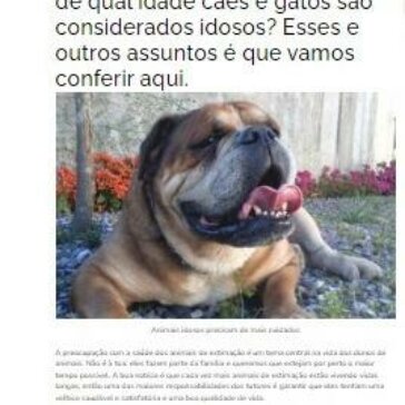 Animais idosos: confira dicas de cuidados para essa fase da vida dos bichinhos – Jornal dos Bairros Curitiba