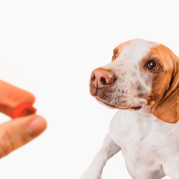 Vermífugo é essencial para manter a saúde do pet em dia