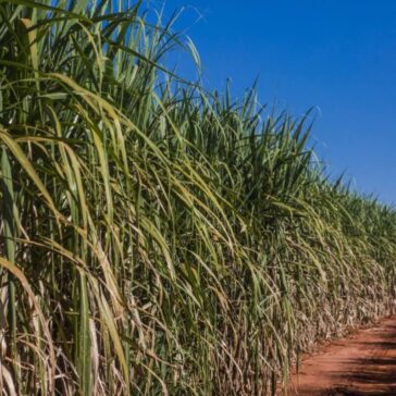 BP Bunge Bioenergia apresenta iniciativas que impactam positivamente a comunidade na Expo Agro Edéia 2023