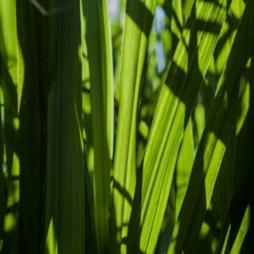 Smartgiro apoia BP Bunge Bioenergia em projeto voltado à gestão de estoques excedentes
