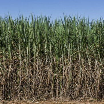 BP Bunge Bioenergia apresenta projeção estratégica de manejo com biológicos no Canatech 2023