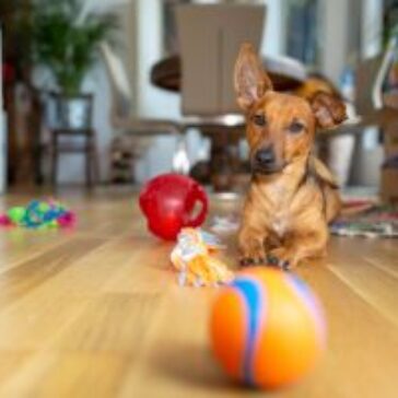 Estudo revela os tipos de brinquedos mais vendidos para cães e o que tutores priorizam na hora da compra