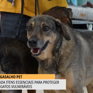 Campanha arrecada itens para aquecer pets vulneráveis