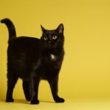 68% das ONGs brasileiras já receberam relatos ou indícios de abandono de gatos pretos ligados a superstições
