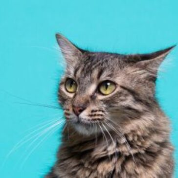Dia Internacional do Gato: Cobasi participa do GoldeN GatoFest 2026 e oferece descontos de até 50%